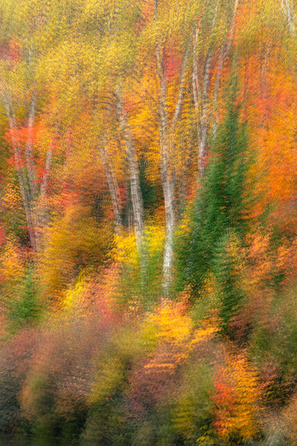 Painterly Woods