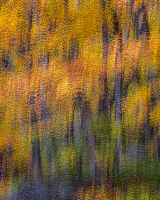 Dancing Woods