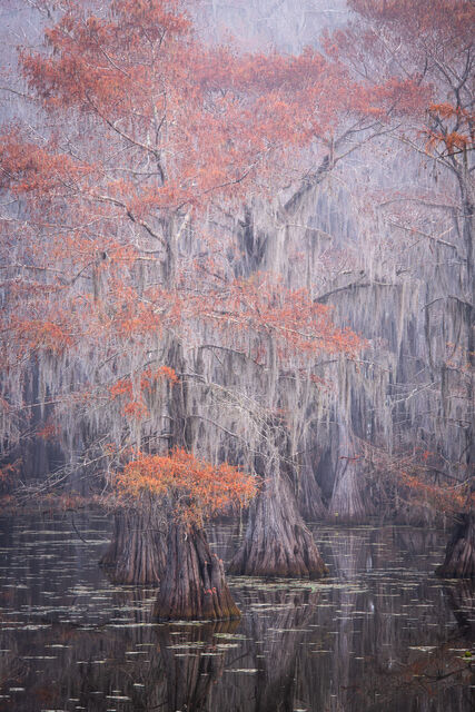 autumn, caddo lake, cypress, swamp, texas