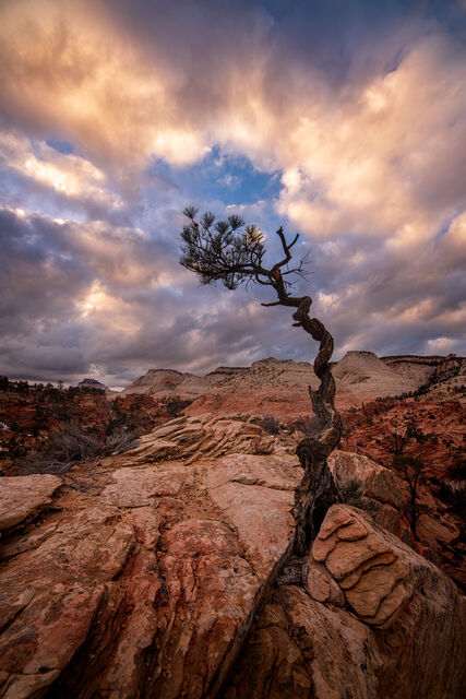 The Suess Tree