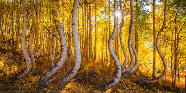 Aspen Bends