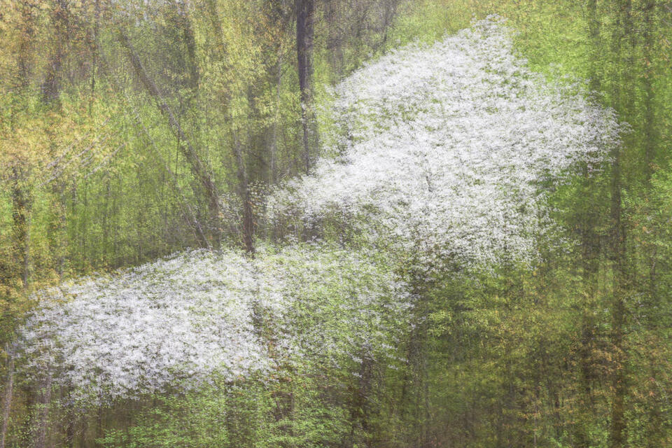 Abstract Fine Art Prints of Dogwoods in the Great Smoky Mountains National Park, Tennessee.