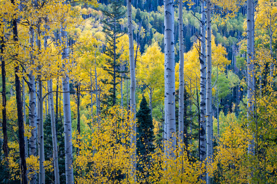 Aspen Stand and Peak Fall Color