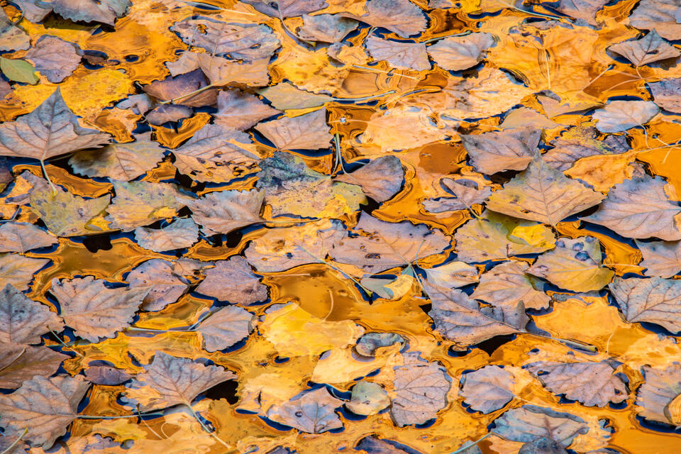 art, beautiful, colorful, design, fine art, for sale, forest, limited edition, photo, prints, wall art