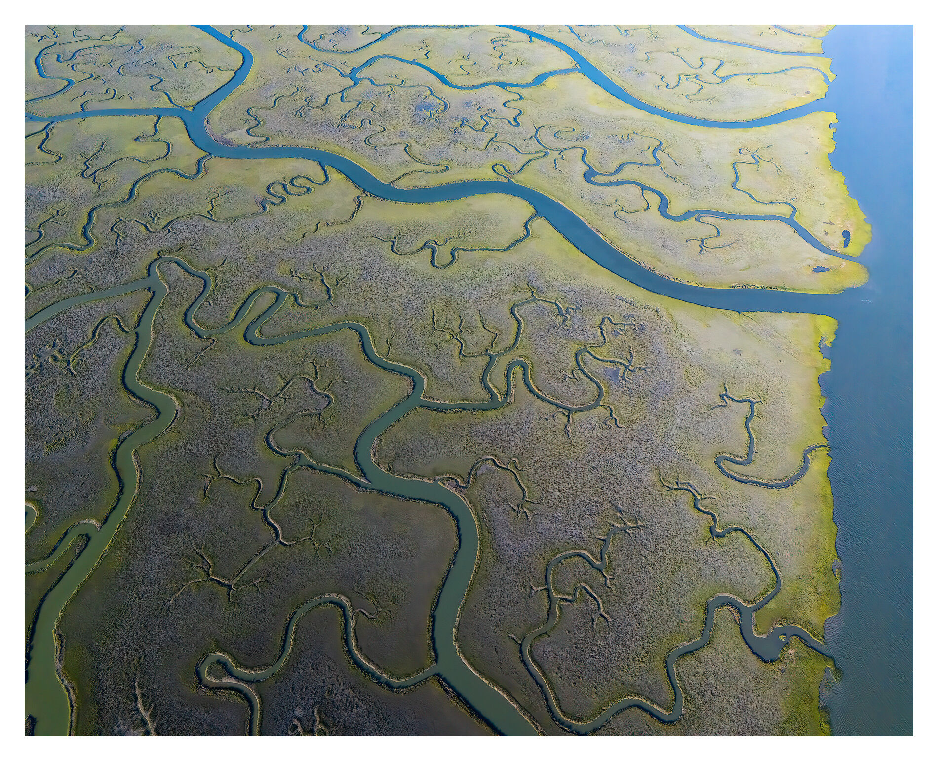 Countless creeks and rivulets branch outward, a living labyrinth that nourishes the salt marsh and its hidden life.
