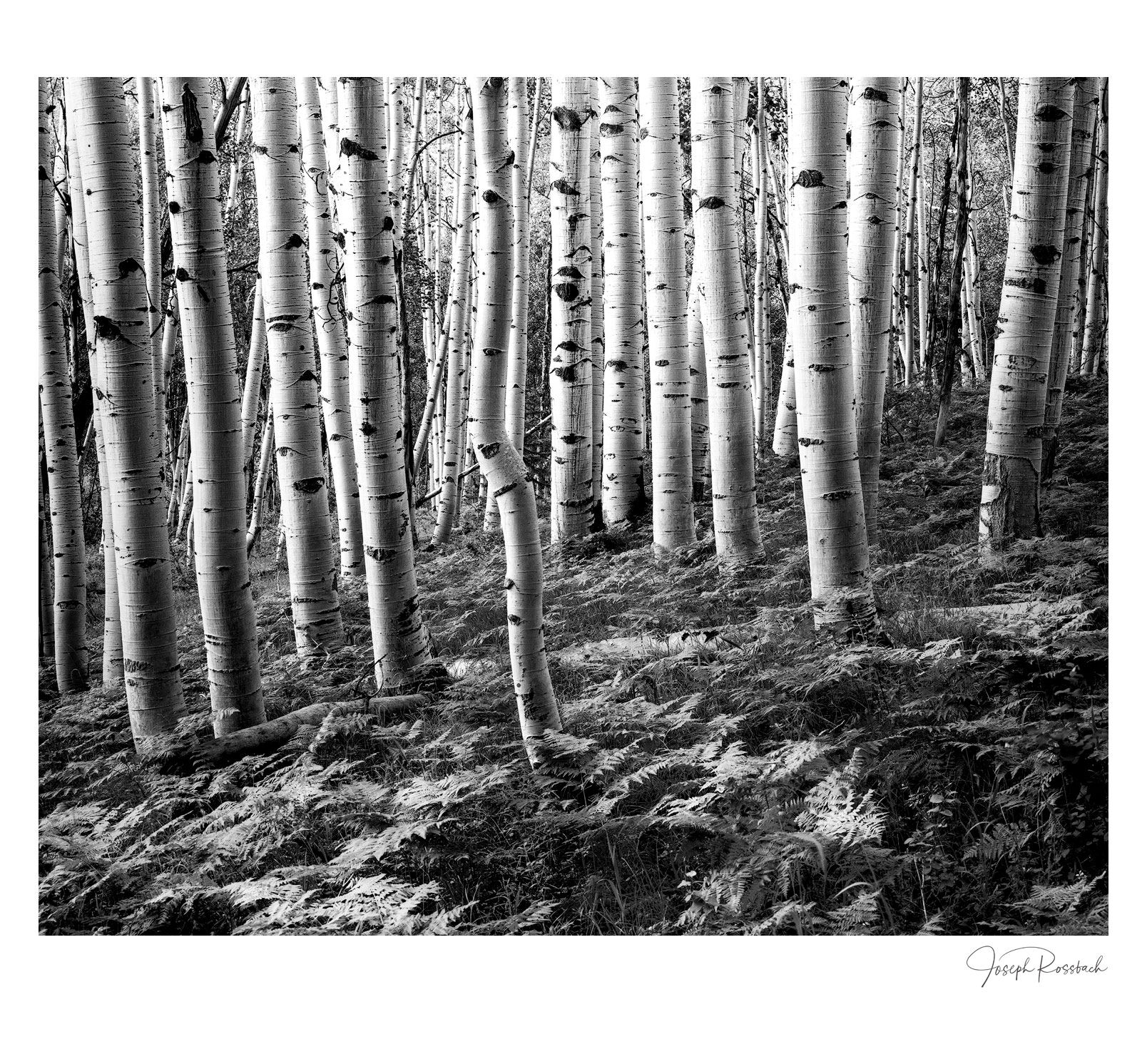 Zone VI,  210mm, Yellow Filter, 27 seconds at F32, TMAX 100