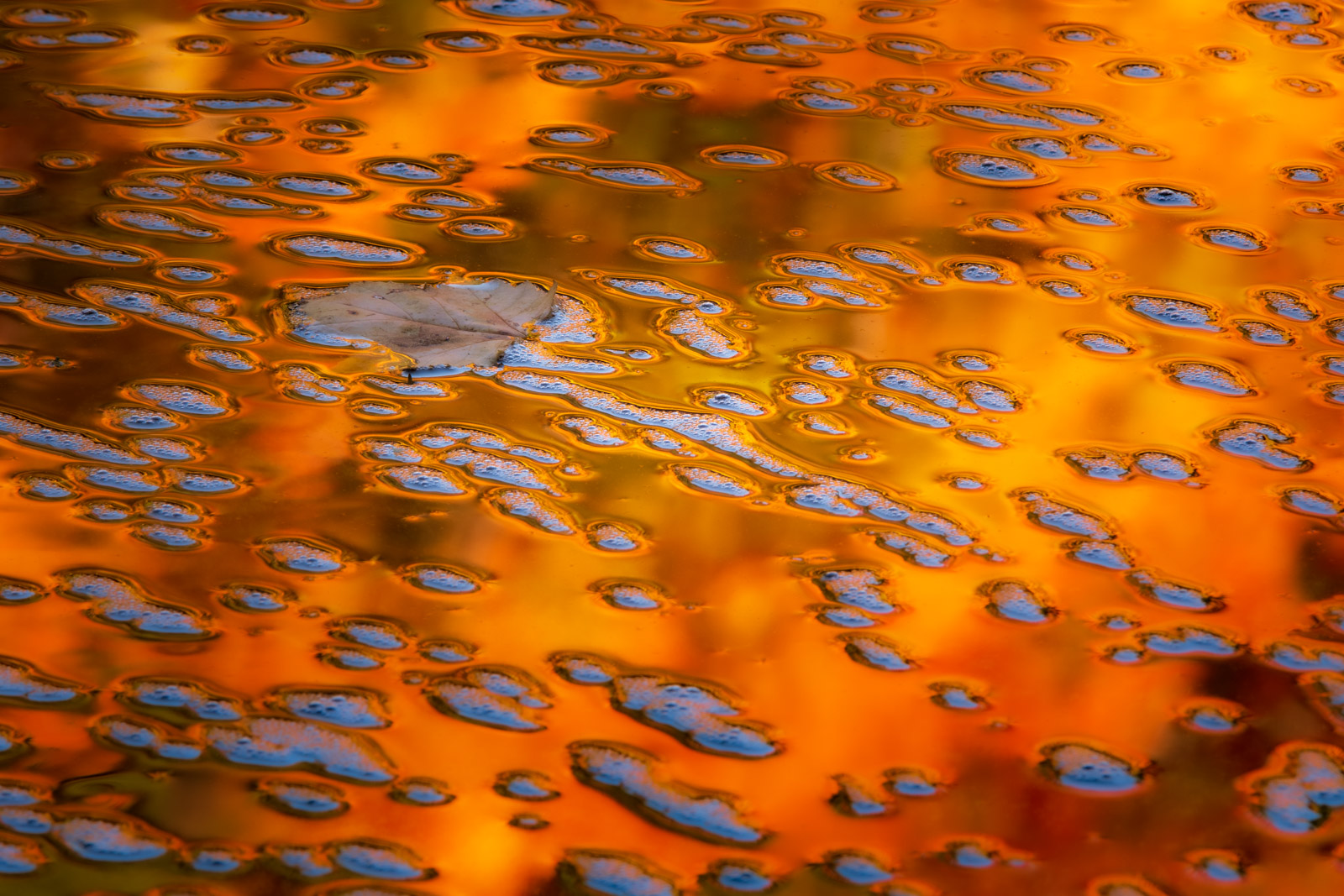 A single maple leaf surrounded by intense autumn reflections and bubbles on the Swift River.