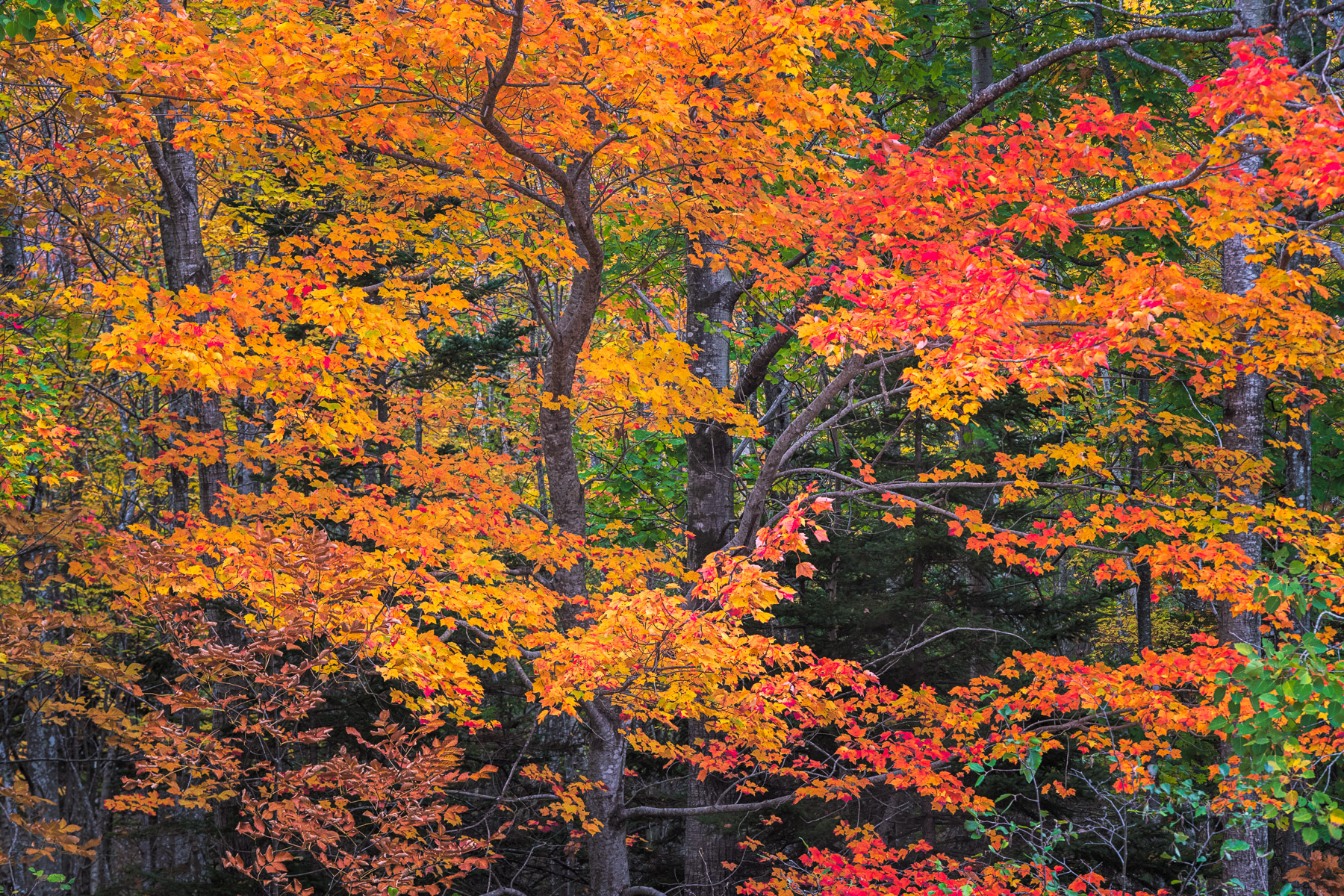 Peak autumn maples from Acadia National Park, Maine.
