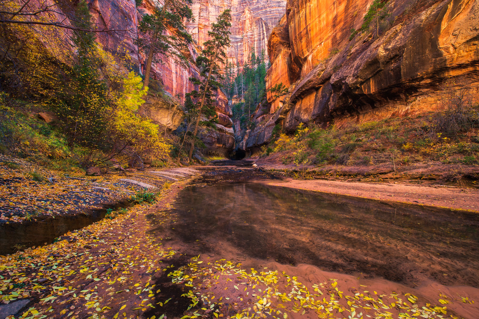 Autumn color in Left Fork of North Creek (The Subway), Zion National Park, Utah.