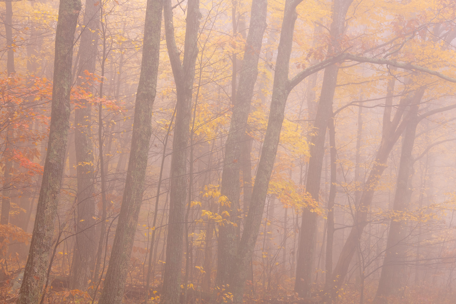 Autumn forest with dense fog, Shenadoah National Park.