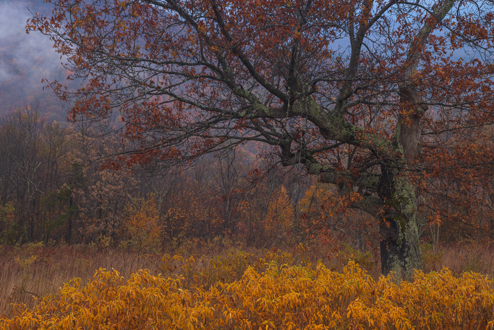 Autumn Oak Tree and ferns on Skyline Drive, Shenandoah National Park.