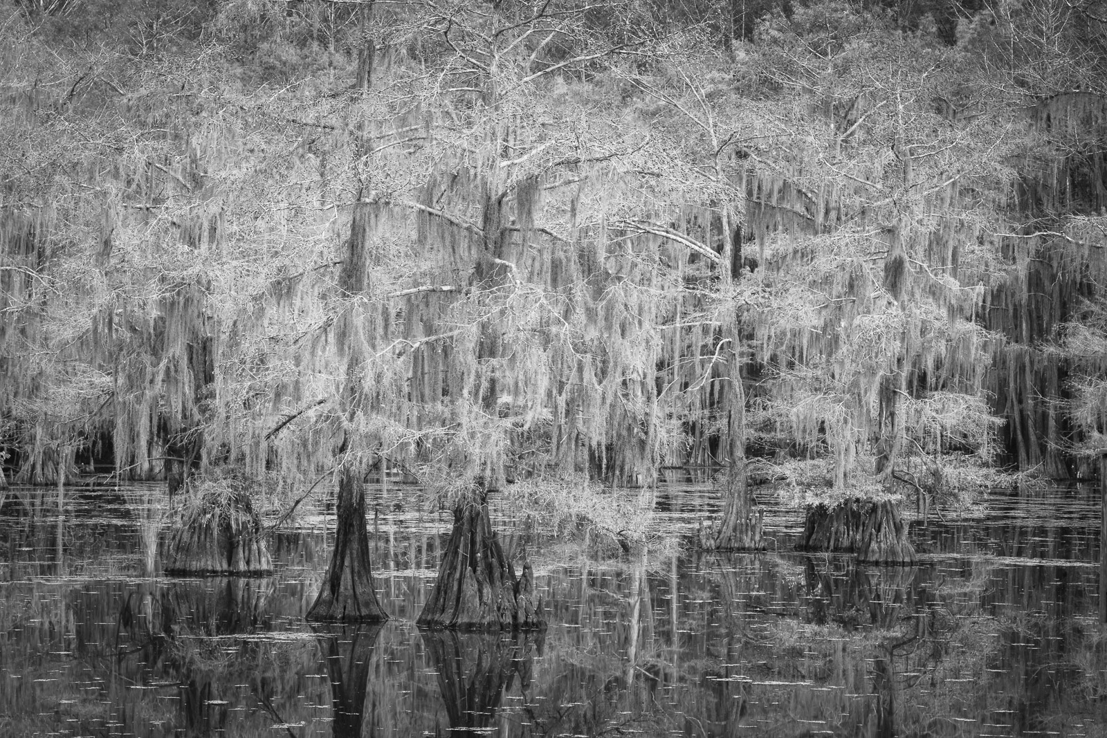Bald Cypress tress in Caddo Lake State Park, Texas.