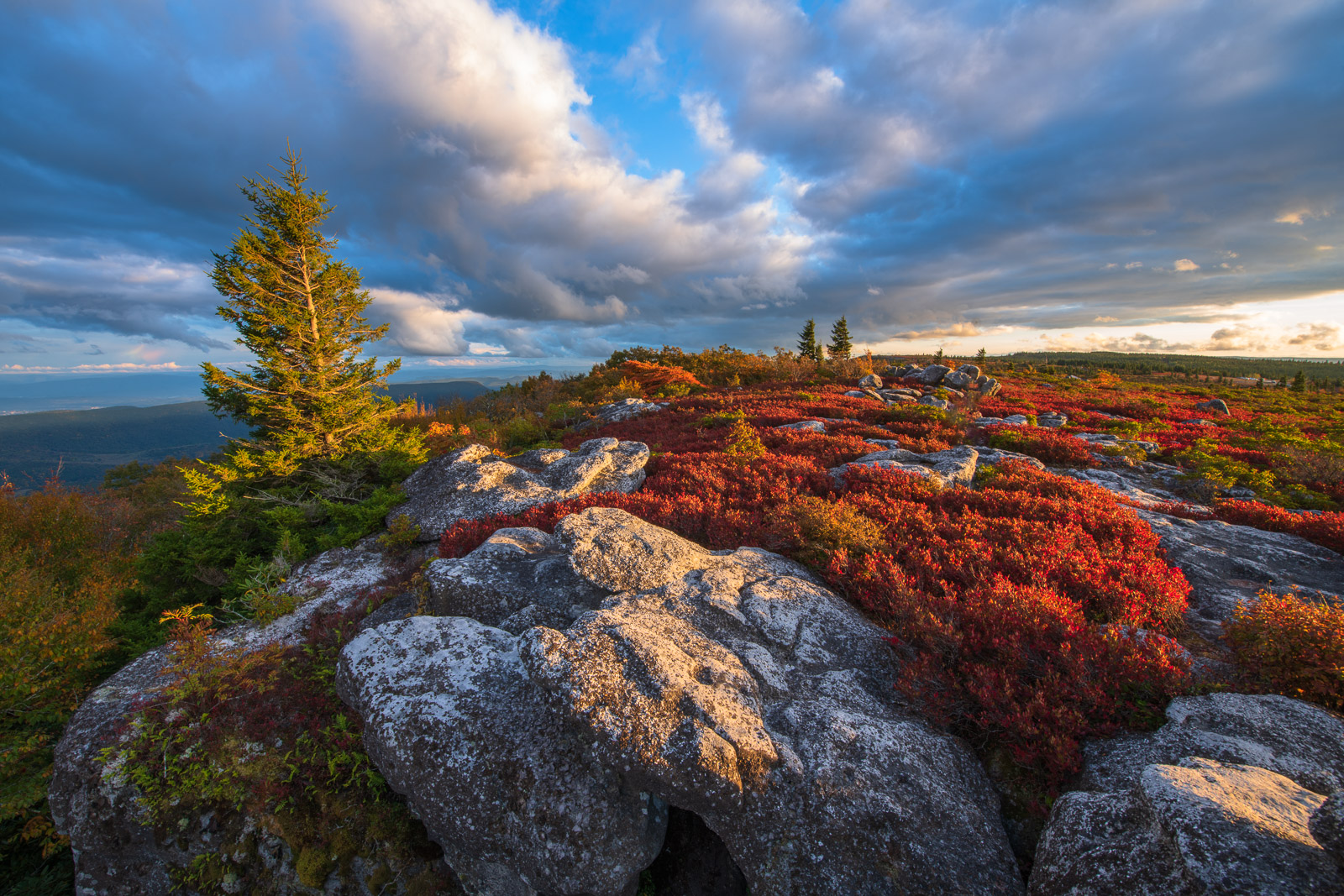 Time stands still high above Canaan Valley, in Dolly Sods, where a flat, windswept expanse of subalpine heath barrens opens up...