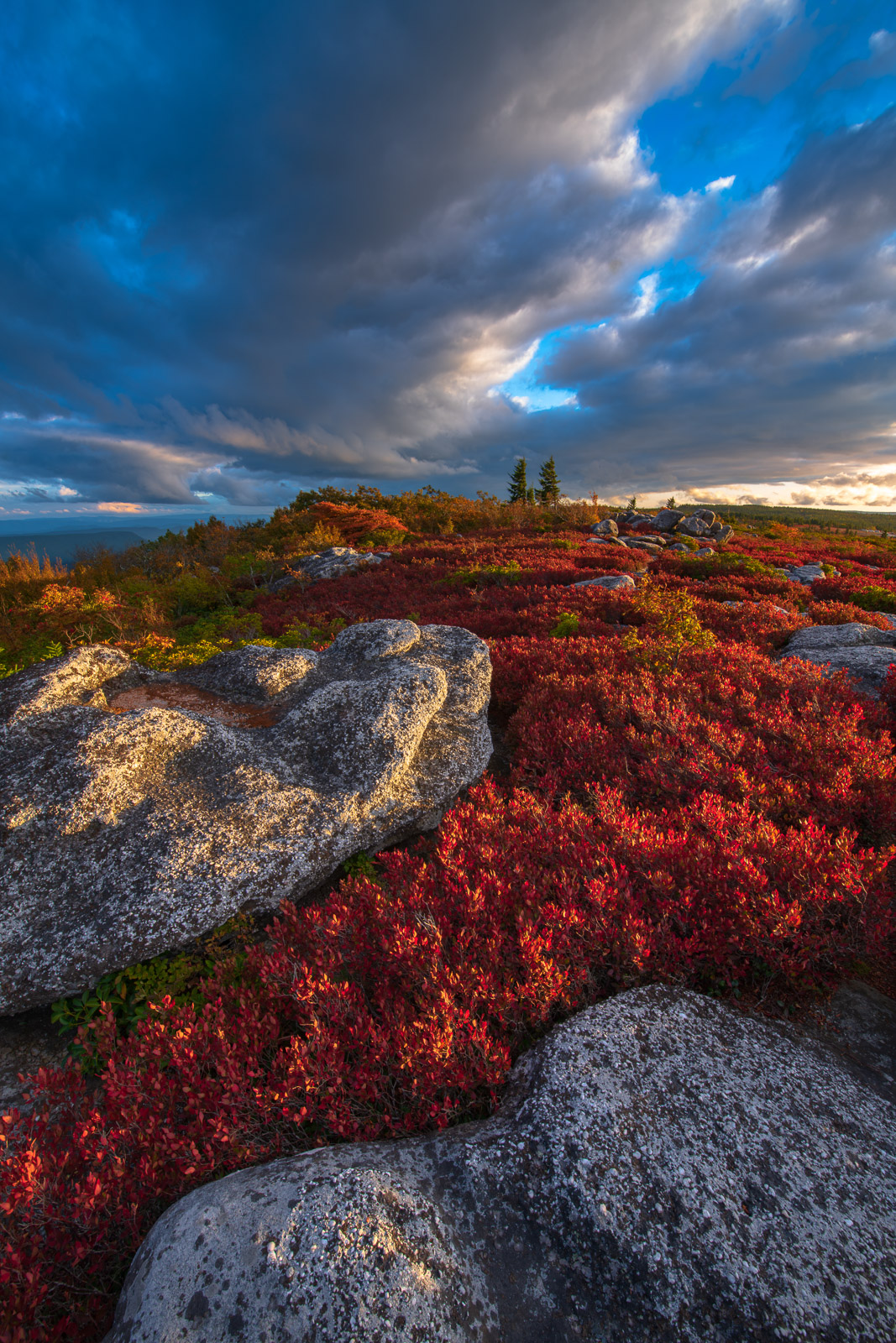 A Sea of Red Time stands still high above Canaan Valley, in Dolly Sods, where a flat, windswept expanse of subalpine heath barrens opens up...
