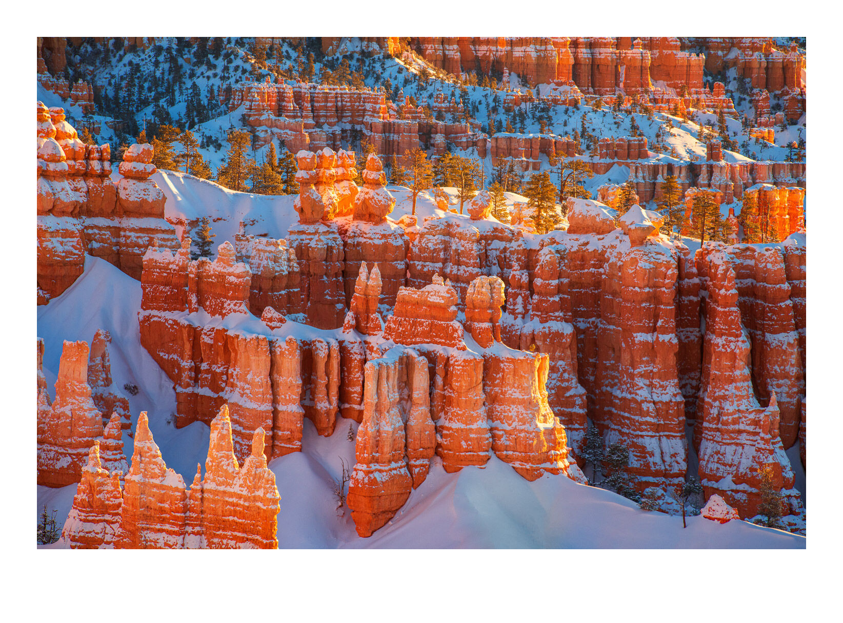 The hoodoos of Bryce Canyon glowing in sunrise light after a winter snowstorm the night before.