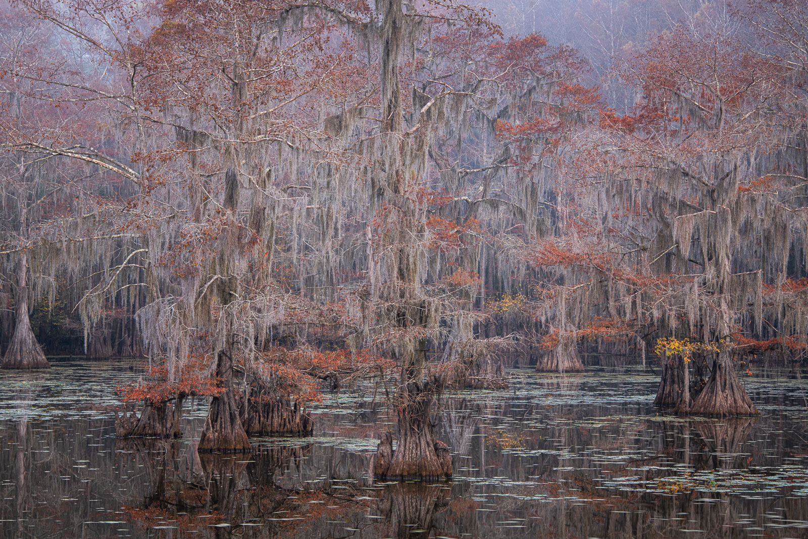 Bald Cypress dressed in autumbn color on Caddo Lake.