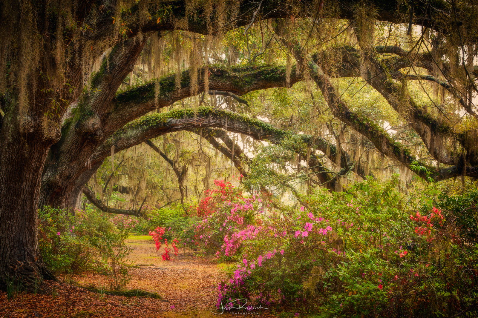 Live Oaks draped in spanish moss among flowering spring azaleas, Magnolia Plantation, Charleston, South Carolina.