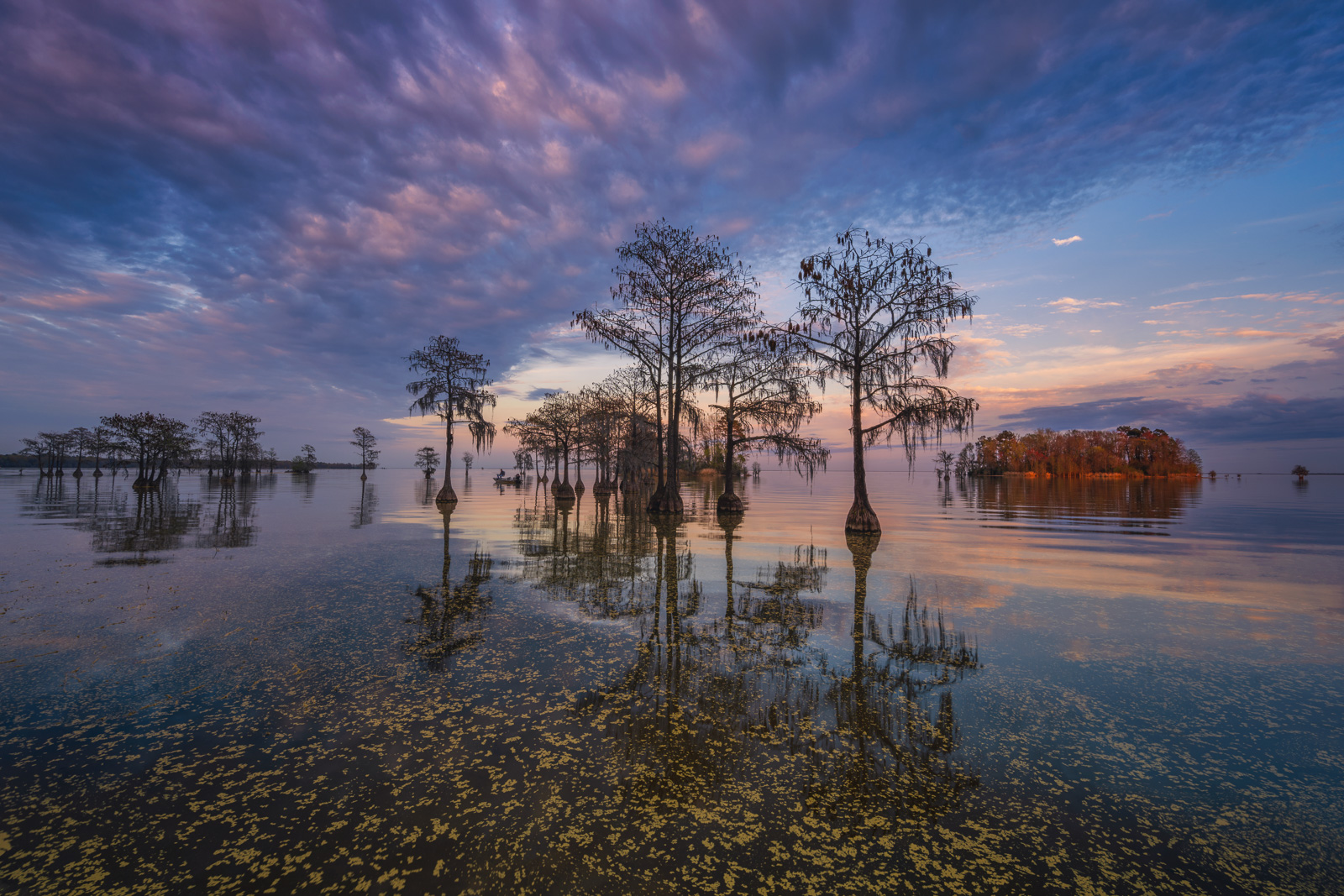 Bald Cypress Trees reflecting in the calm waters of Lake Moultrie at sunset.
