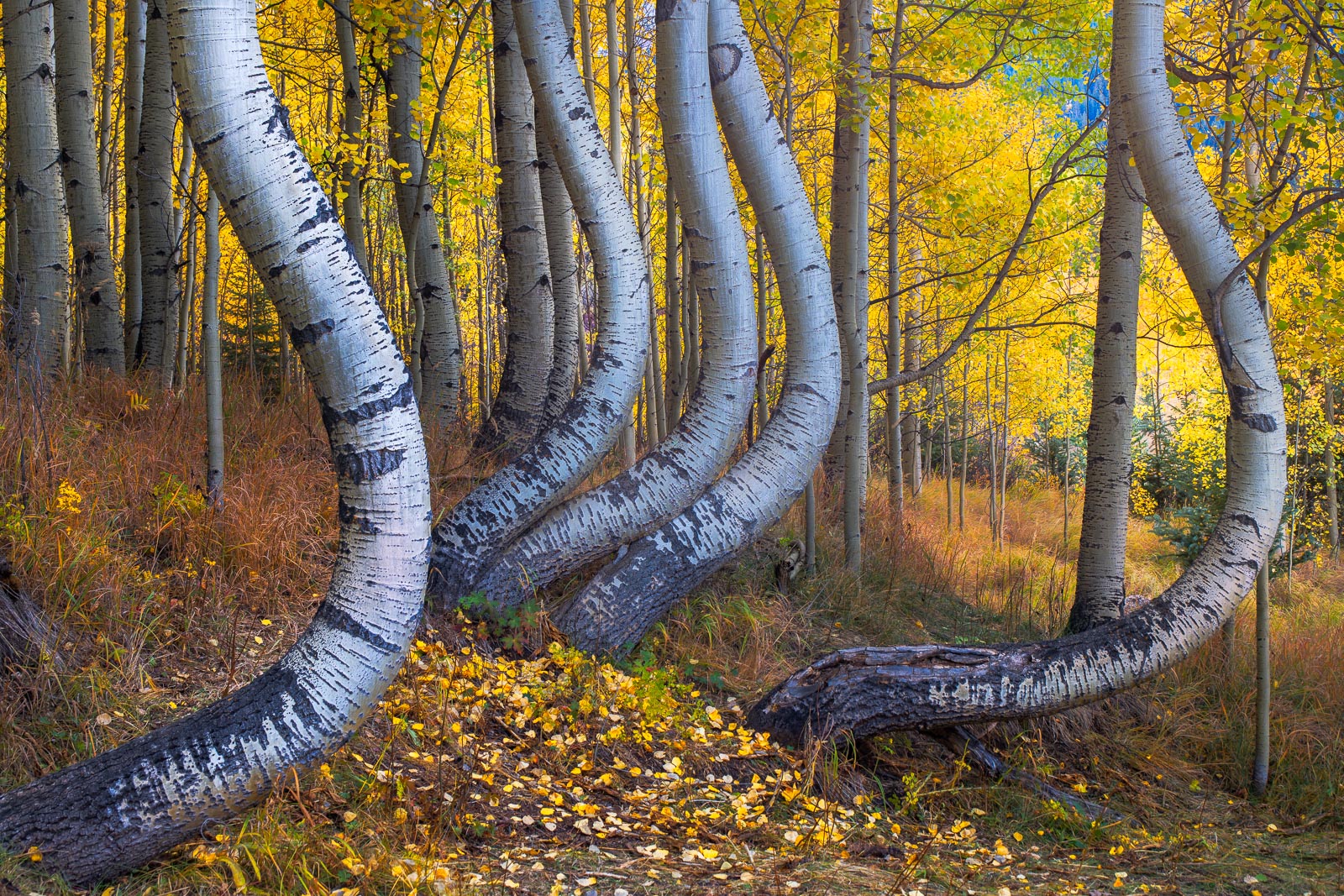 Curvy Aspen truncks and peak autumn color in the san Juan Mountains near Telluride, Colorado.