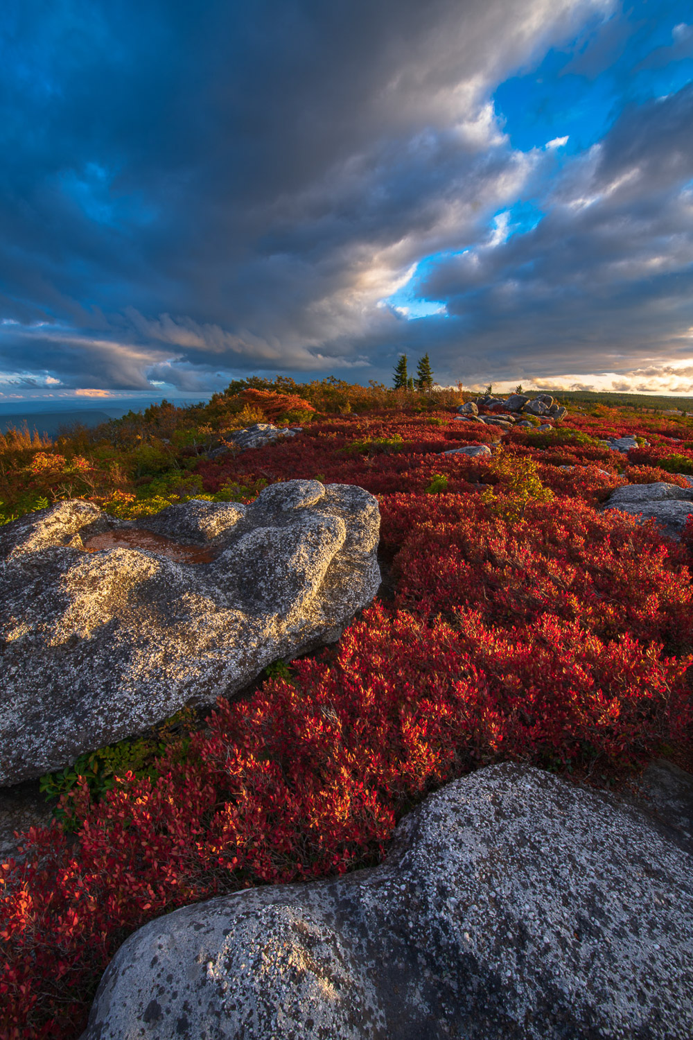 Time stands still high above Canaan Valley, in Dolly Sods, where a flat, windswept expanse of subalpine heath barrens opens up...