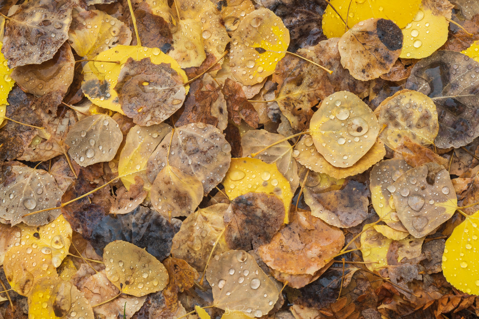 Aspen leaves on the forest floor near Owl Creek Pass.