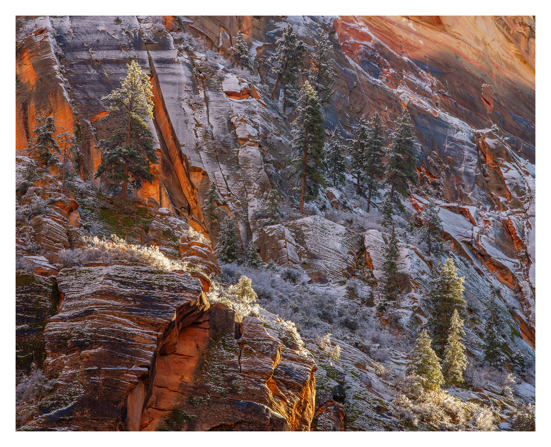 Canyon Frosted Walls and Trees