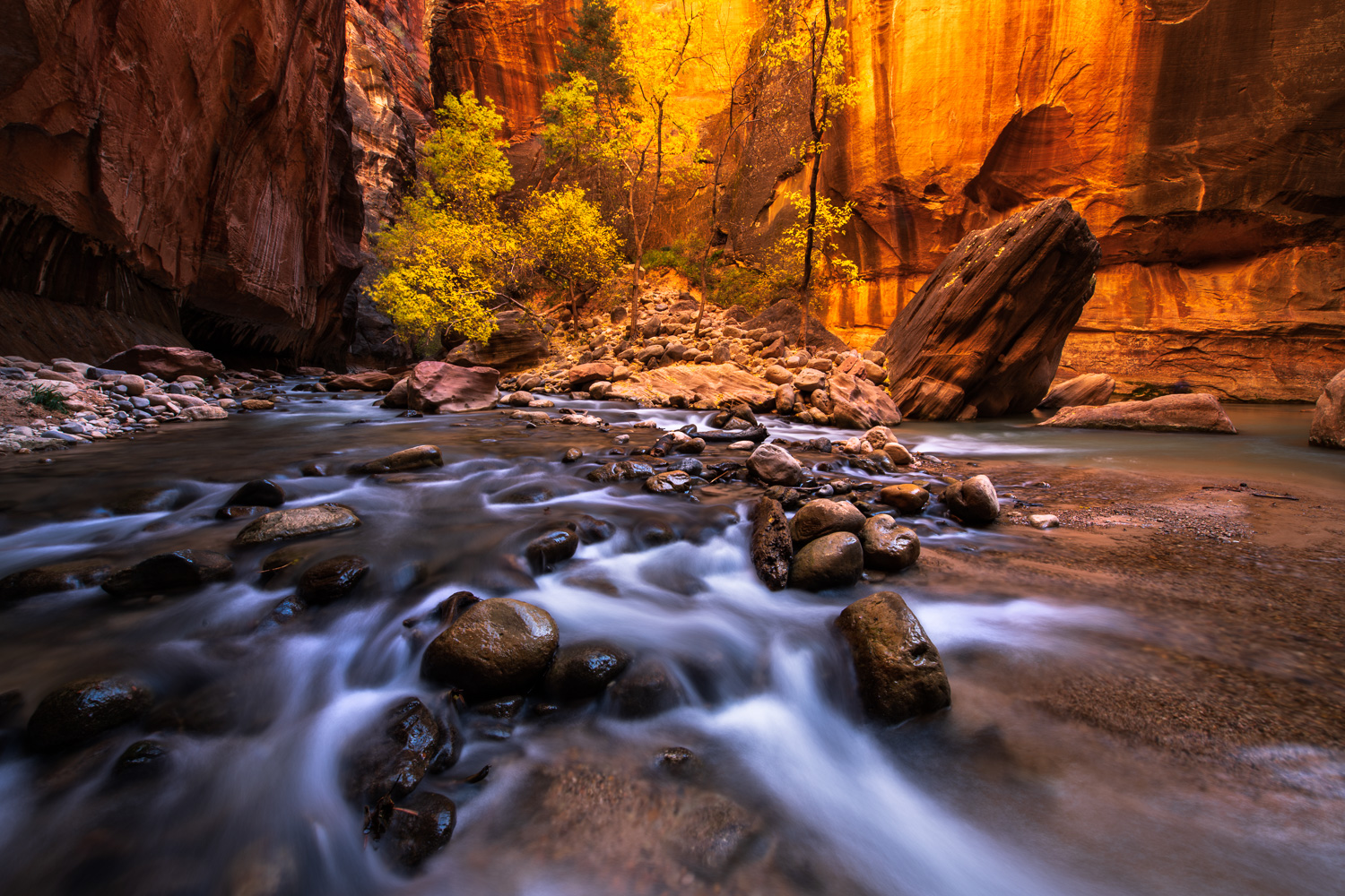 Autumn Cottonwoods and the Virgin River Narrows in Zion National Park.