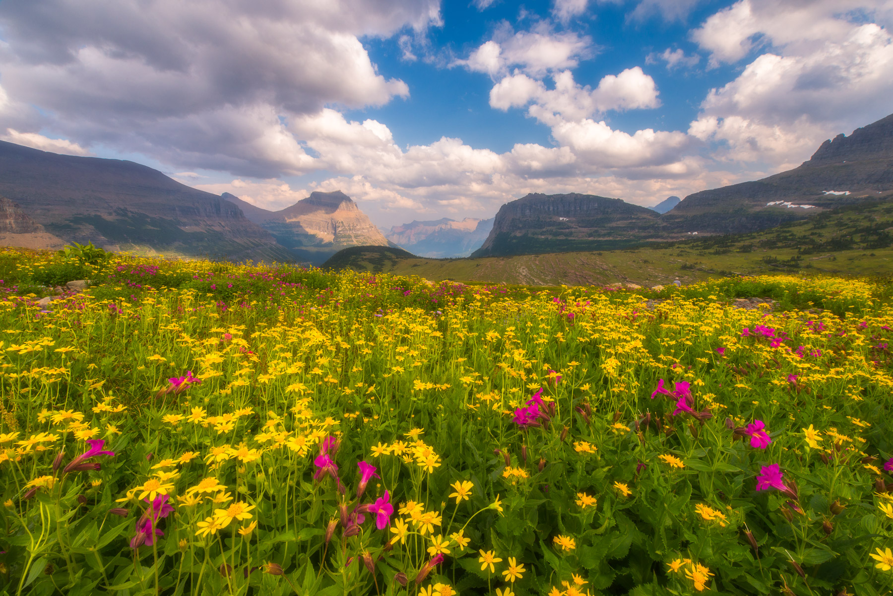 Alpine wildflowers and the peaks of Glacier National Park, Montana. Available Print Sizes: 12x18,16x24,20x30,24x36,30x45, 40x60Add...