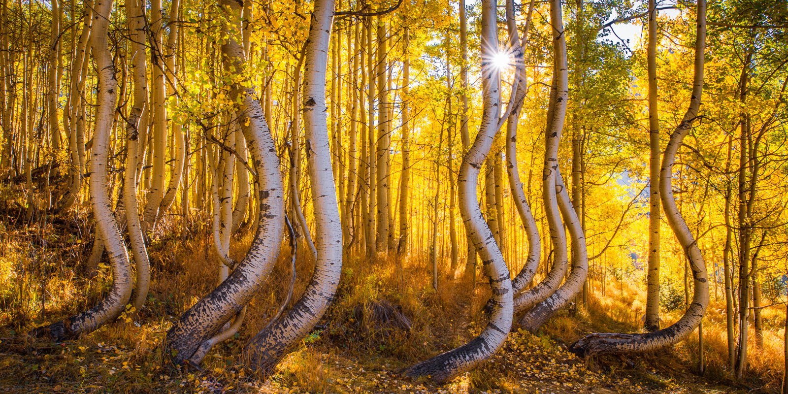 A unique stand of twisted autumn aspens, San Juan Mountains, Colorado