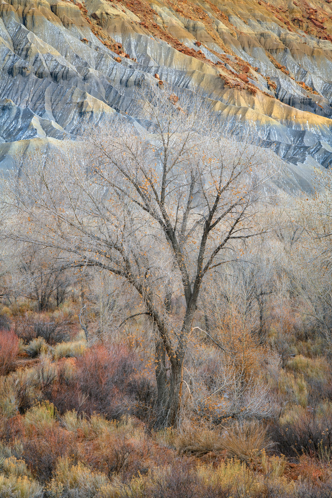 Cottonwoods, sage and rabbit brush along the Fremont River just outside of Capitol Reef National Park.